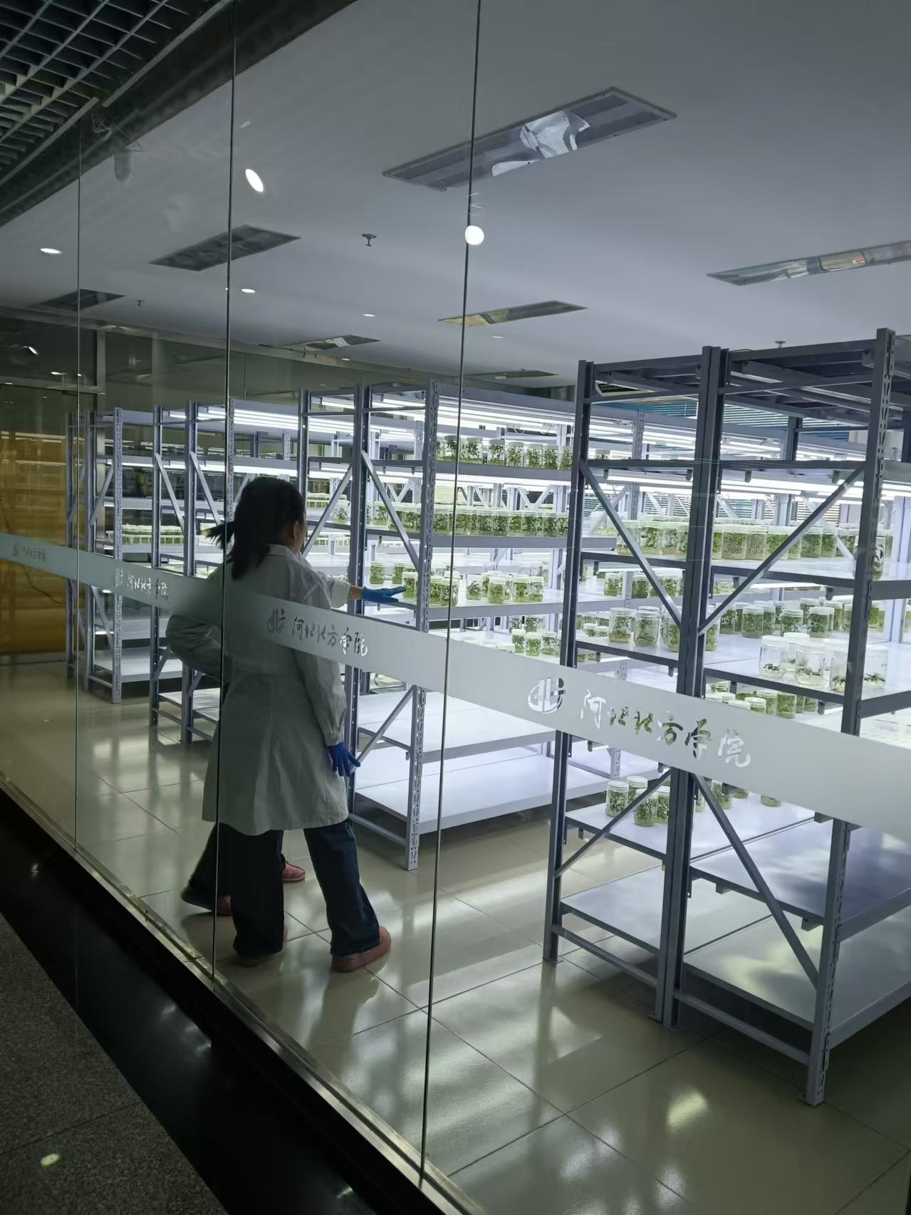 永年植物组培室设计的基本布局有哪些？